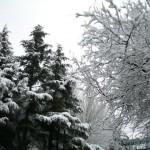 Abetos nevados en Madrid